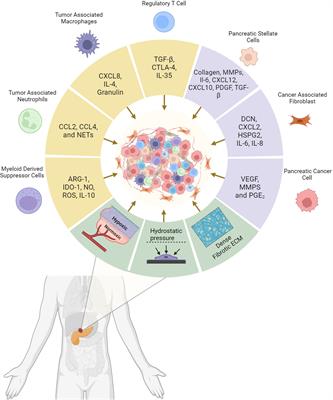 Pancreatic cancer tumor microenvironment is a major therapeutic barrier and target